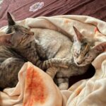 Swastika Mukherjee Instagram – Help these babies find a loving home. 

If you are ready to provide a loving home for these sweet siblings, reach out via WhatsApp at +919810063666 (only whatsapp active)
Details below. 

Via @pawsforacausencr Meet Dhaniya & Mirchi, the sweetest and cuddliest kittens! 🐱🐱

These adorable siblings are 2.5 months old and were rescued from the streets of Delhi when their mother disappeared. They are up for adoption in pairs; For single kitten adoption, homes with a resident cat would also be considered, as it can provide them with companionship and socialization.

Dhaniya & Mirchi are bundles of energy and love playing with each other. They’re very friendly with humans and would run to you for licks and cuddles. They’re quite independent and don’t require constant human attention, but it’s essential to supervise them during playtime. They are fully litter trained and have mastered the art of being neat and tidy.

For their safety, Dhaniya & Mirchi must be adopted as 100% indoor cats, with no outdoor access unless they are trained to wear harnesses and secured. This means the adopter will need to cat-proof their home by netting balconies and ensuring a safe environment.

📸: Rohan, @thebigbluepanda and Pallavi, @themotherofdoggos🫶🏽

#adoptdontshop #CatsOfInstagram #kittens #rescueisbest #DelhiNCR #Foster #Adopt #kittenlove