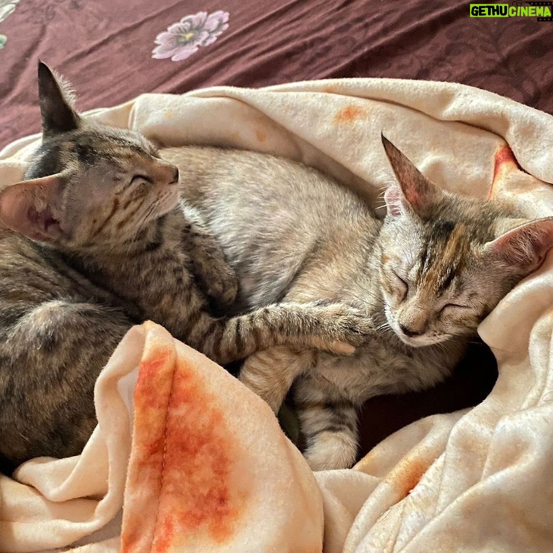 Swastika Mukherjee Instagram - Help these babies find a loving home. If you are ready to provide a loving home for these sweet siblings, reach out via WhatsApp at +919810063666 (only whatsapp active) Details below. Via @pawsforacausencr Meet Dhaniya & Mirchi, the sweetest and cuddliest kittens! 🐱🐱 These adorable siblings are 2.5 months old and were rescued from the streets of Delhi when their mother disappeared. They are up for adoption in pairs; For single kitten adoption, homes with a resident cat would also be considered, as it can provide them with companionship and socialization. Dhaniya & Mirchi are bundles of energy and love playing with each other. They're very friendly with humans and would run to you for licks and cuddles. They're quite independent and don't require constant human attention, but it's essential to supervise them during playtime. They are fully litter trained and have mastered the art of being neat and tidy. For their safety, Dhaniya & Mirchi must be adopted as 100% indoor cats, with no outdoor access unless they are trained to wear harnesses and secured. This means the adopter will need to cat-proof their home by netting balconies and ensuring a safe environment. 📸: Rohan, @thebigbluepanda and Pallavi, @themotherofdoggos🫶🏽 #adoptdontshop #CatsOfInstagram #kittens #rescueisbest #DelhiNCR #Foster #Adopt #kittenlove