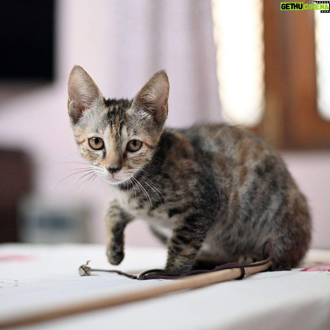 Swastika Mukherjee Instagram - Help these babies find a loving home. If you are ready to provide a loving home for these sweet siblings, reach out via WhatsApp at +919810063666 (only whatsapp active) Details below. Via @pawsforacausencr Meet Dhaniya & Mirchi, the sweetest and cuddliest kittens! 🐱🐱 These adorable siblings are 2.5 months old and were rescued from the streets of Delhi when their mother disappeared. They are up for adoption in pairs; For single kitten adoption, homes with a resident cat would also be considered, as it can provide them with companionship and socialization. Dhaniya & Mirchi are bundles of energy and love playing with each other. They're very friendly with humans and would run to you for licks and cuddles. They're quite independent and don't require constant human attention, but it's essential to supervise them during playtime. They are fully litter trained and have mastered the art of being neat and tidy. For their safety, Dhaniya & Mirchi must be adopted as 100% indoor cats, with no outdoor access unless they are trained to wear harnesses and secured. This means the adopter will need to cat-proof their home by netting balconies and ensuring a safe environment. 📸: Rohan, @thebigbluepanda and Pallavi, @themotherofdoggos🫶🏽 #adoptdontshop #CatsOfInstagram #kittens #rescueisbest #DelhiNCR #Foster #Adopt #kittenlove