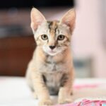 Swastika Mukherjee Instagram – Help these babies find a loving home. 

If you are ready to provide a loving home for these sweet siblings, reach out via WhatsApp at +919810063666 (only whatsapp active)
Details below. 

Via @pawsforacausencr Meet Dhaniya & Mirchi, the sweetest and cuddliest kittens! 🐱🐱

These adorable siblings are 2.5 months old and were rescued from the streets of Delhi when their mother disappeared. They are up for adoption in pairs; For single kitten adoption, homes with a resident cat would also be considered, as it can provide them with companionship and socialization.

Dhaniya & Mirchi are bundles of energy and love playing with each other. They’re very friendly with humans and would run to you for licks and cuddles. They’re quite independent and don’t require constant human attention, but it’s essential to supervise them during playtime. They are fully litter trained and have mastered the art of being neat and tidy.

For their safety, Dhaniya & Mirchi must be adopted as 100% indoor cats, with no outdoor access unless they are trained to wear harnesses and secured. This means the adopter will need to cat-proof their home by netting balconies and ensuring a safe environment.

📸: Rohan, @thebigbluepanda and Pallavi, @themotherofdoggos🫶🏽

#adoptdontshop #CatsOfInstagram #kittens #rescueisbest #DelhiNCR #Foster #Adopt #kittenlove