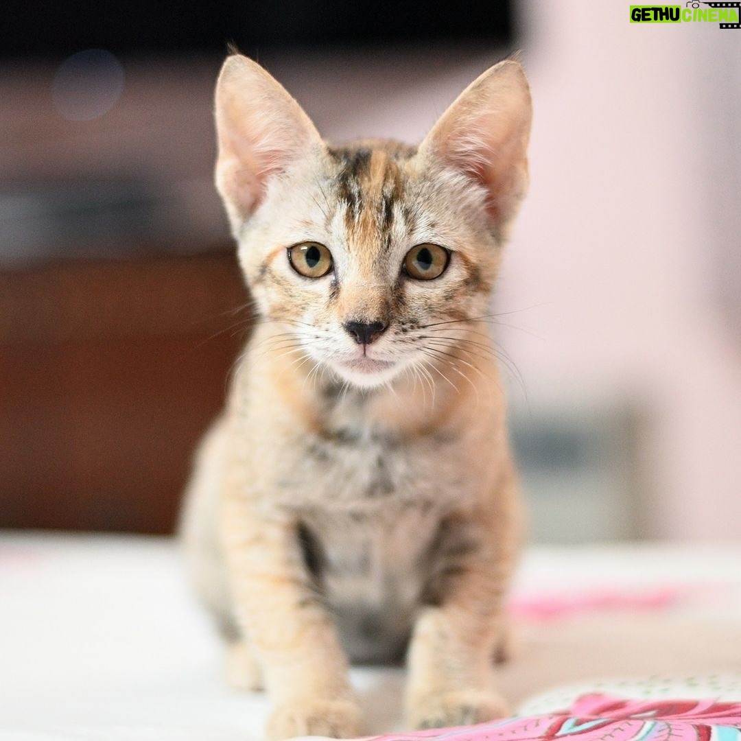 Swastika Mukherjee Instagram - Help these babies find a loving home. If you are ready to provide a loving home for these sweet siblings, reach out via WhatsApp at +919810063666 (only whatsapp active) Details below. Via @pawsforacausencr Meet Dhaniya & Mirchi, the sweetest and cuddliest kittens! 🐱🐱 These adorable siblings are 2.5 months old and were rescued from the streets of Delhi when their mother disappeared. They are up for adoption in pairs; For single kitten adoption, homes with a resident cat would also be considered, as it can provide them with companionship and socialization. Dhaniya & Mirchi are bundles of energy and love playing with each other. They're very friendly with humans and would run to you for licks and cuddles. They're quite independent and don't require constant human attention, but it's essential to supervise them during playtime. They are fully litter trained and have mastered the art of being neat and tidy. For their safety, Dhaniya & Mirchi must be adopted as 100% indoor cats, with no outdoor access unless they are trained to wear harnesses and secured. This means the adopter will need to cat-proof their home by netting balconies and ensuring a safe environment. 📸: Rohan, @thebigbluepanda and Pallavi, @themotherofdoggos🫶🏽 #adoptdontshop #CatsOfInstagram #kittens #rescueisbest #DelhiNCR #Foster #Adopt #kittenlove