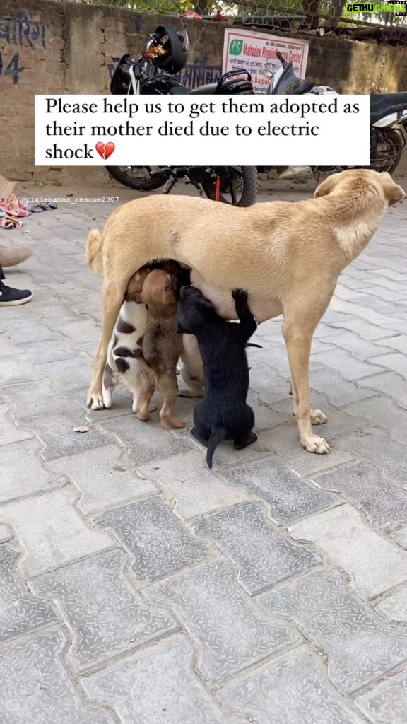 Swastika Mukherjee Instagram - Update = They all are adopted❤️‍🩹 There were total 7 puppies out of which one is no more, three is successfully adopted and Three is still looking for their forever home. They are not safe on road as their mother is no more please please help us to get them adopted asap! Brown one is male rest 2 are females. Age = 50 days old Breed = Indie Contact :- 9560720817 #rescue #adopt #adoptdontshop #dogsofinstagram #doglover #dog #dogfeeding #reels #reelsinstagram #reelitfeelit #explore #help #share #instagram #instagood #adoptdontshop #adopt