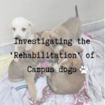 Swastika Mukherjee Instagram – Hello! 
7 dogs have been held captive inside Shiv Nadar University for the past 1.5months for reason as stupid as barking, overturning dustbins, entering classrooms. The students have begged and pleaded the university to let them go but they have refused. This is an investigation into the illegal capture of the University dogs. Please share this on your stories and ask people to tag PFA . These 7 lives depend on us 🙏
@pfa.official @doggsofsnu 

Via @campuscaravan 
An investigation into the recent construction of a “Dog Rehabilitation Center” within the Shiv Nadar University, Greater Noida campus has led to the rise of certain concerns and questions from students, especially those from Dogs of SNU. This piece looks into these concerns and highlights possible solutions for the same.