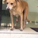 Swastika Mukherjee Instagram – Donation appeal 🙏
Gpay no : 9137707519
.
.So today we got a call for luna she is suffering from tumor and having a lot pain we rescued her “🐾 Help Luna Heal! 🏥 Every rupee counts in our mission to raise 10,000 rupees for Luna’s life-saving surgery. Let’s come together for this furry friend’s recovery journey. ❤️

Please share this video 🙏
.
.
.
.
.
.
.
.
.
.
.
.
.
.
.
#reels #instagood #treatment #dogsofinstagram #explorepage #insta #viral #treatment #featured