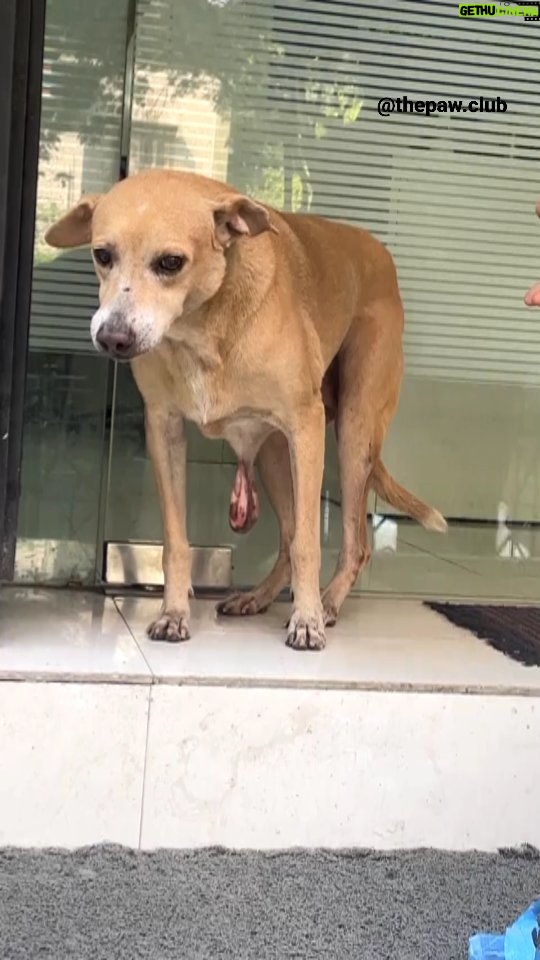 Swastika Mukherjee Instagram - Donation appeal 🙏 Gpay no : 9137707519 . .So today we got a call for luna she is suffering from tumor and having a lot pain we rescued her "🐾 Help Luna Heal! 🏥 Every rupee counts in our mission to raise 10,000 rupees for Luna's life-saving surgery. Let's come together for this furry friend's recovery journey. ❤️ Please share this video 🙏 . . . . . . . . . . . . . . . #reels #instagood #treatment #dogsofinstagram #explorepage #insta #viral #treatment #featured