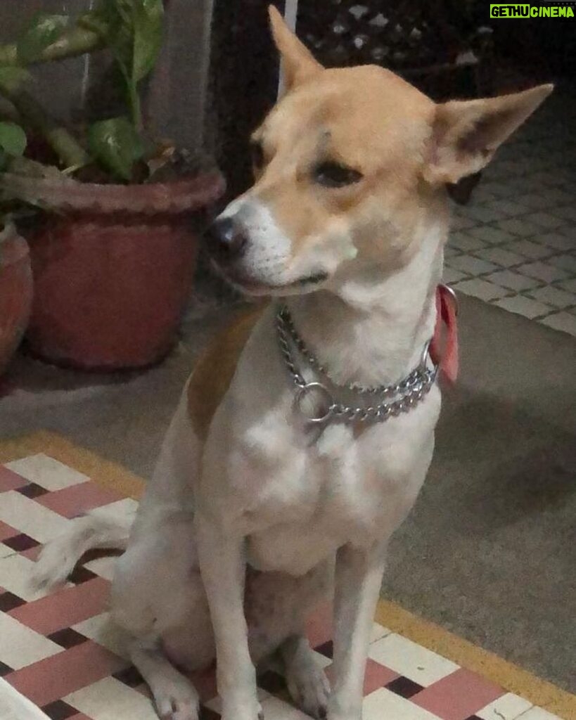 Swastika Mukherjee Instagram - UPDATE — SHE HAS BEEN FOUND ❤️❤️ URGENT 🆘 HELP FIND LYLA, FEMALE INDIE This kid is missing since 20th of November, morning. Her parents are an old couple who are unable to go out and search for her. She was last seen at LAKE GARDENS, PNB Bank near the Rail Track Please come forward and help look for her. If you spot her or get any leads, please contact Rajeev Kapoor 9830039764 9831175229