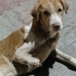 Swastika Mukherjee Instagram – Hello Everyone, you all have immensely helped us every single time during our tough times. 

Today we are once again here with a new amputation case. The dog will be taken to Darjeeling and we are collecting funds approx ₹5,000/- for transportation, post operative care, food and shelter. Please help us share this as much as possible.

Thank you so much 🙇🏻‍♀️
With regards, Nirvana Animal Welfare.
.
.
#fund #donation #animal Pradhan Nagar