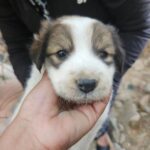 Swastika Mukherjee Instagram – DELHI NCR ADOPTION APPEAL 🌼

PLEASE SHARE 🌼

5 cute, chonky Indie puppers are looking for their forever homes 🥰
They are adorable, playful, and love humans!

They are only a month old. 

They are currently in the care of some residents living in Sushant Estate, Gurugram. They sleep in a drum, which we collected from @straytalkindia

Vaccination status: Unvaccinated (but we are looking to get it done soon)
Location: Gurugram

Please contact us at @yujibougie / WhatsApp at 9674039510 if interested. 

#delhincradoptions #gurugramadoptions #adoptdontshop #adoptindia #adoptstrayindia #Indiandoggies #indianpariah #straydogsindia