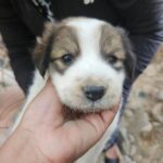 Swastika Mukherjee Instagram - DELHI NCR ADOPTION APPEAL 🌼 PLEASE SHARE 🌼 5 cute, chonky Indie puppers are looking for their forever homes 🥰 They are adorable, playful, and love humans! They are only a month old. They are currently in the care of some residents living in Sushant Estate, Gurugram. They sleep in a drum, which we collected from @straytalkindia Vaccination status: Unvaccinated (but we are looking to get it done soon) Location: Gurugram Please contact us at @yujibougie / WhatsApp at 9674039510 if interested. #delhincradoptions #gurugramadoptions #adoptdontshop #adoptindia #adoptstrayindia #Indiandoggies #indianpariah #straydogsindia