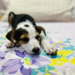 Swastika Mukherjee Instagram – Adopt Noor ❤️

Noor, hardly a month old indie pup was found yesterday while we were feeding our dogs. She was abandoned by someone here. We tried to find her mother but unfortunately couldn’t get any lead. She is with us as of now and now we are looking a family who can adopt her and can give her the best life that she actually deserves. We request you all to kindly share this appeal and help us in finding a home for her 🌸 Delhi, India