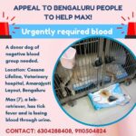Swastika Mukherjee Instagram – BLOOD DONATION APPEAL,BENGALURU- MAX URGENTLY NEEDS HELP

Via @vosd.in 

A donor dog of the negative blood group is urgently needed to help Max, a 7-year-old lab retriever, who is suffering from tick fever and has been losing blood through urine for the past two days. 

Please contact the owners at 9110504824, 6304288408. 
Max is getting treatment at Cessna Lifeline Veterinary hospital,Domuluru, Amarajyoti Layout,Bengaluru. 

Kindly come forward and help Max make a swift recovery.
