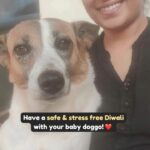 Swastika Mukherjee Instagram - Have a safe and happy Diwali with your doggo babies ❤️💙 Posted @withregram • @vosd.in 👇Read caption for details👇 - Consult your vet on dosage and use of anti-anxiety medication - Check out link in bio for Anti-anxiety wrap tutorial - You could also help stray dogs: * put reflective collars on them with your contact number. * feed them as early as possible. Keep a water bowl for stray dogs as they pant heavily due to fear and may need water. * keep a first-aid kit handy to help injured dogs Have a safe & happy Diwali with your baby doggos! ✨