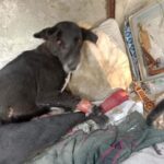 Swastika Mukherjee Instagram - Trigger Warning 🆘🆘 Please help treat this doggo. To donate -9717765888 or swipe left for scan code Via @pawnushka A bus in a school ran over this poor dog leaving him paralysed ,some local people tied bandages to his wound which has let the wound being rotten. He was reported to me by small girl that goes to this school.We have no scope to pick him up due to lack of funds as we yesterday only rescued a puppy with a deep cut on his belly. We are raising rs 30,000 for this dog as it will be a long journey so we need to have this much as buffer to pay the vets and boarding facility considering he is paralysed and cnt be left on road. The dog is lying helpless in that’s school in this cold and my heart is breaking looking at his pictures
