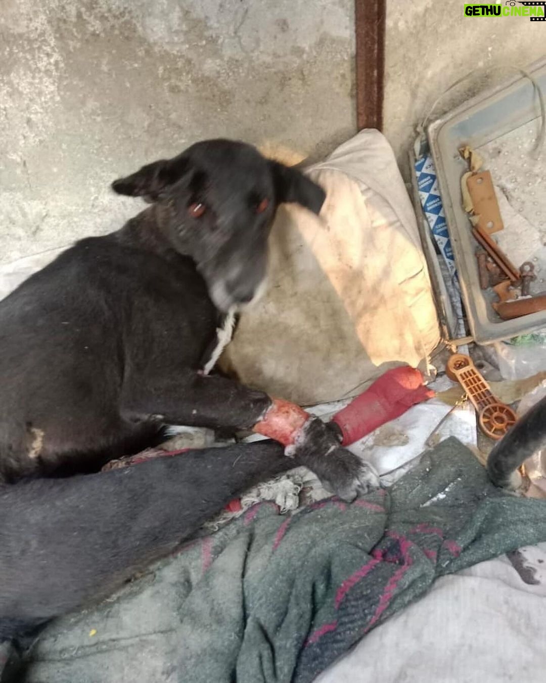 Swastika Mukherjee Instagram - Trigger Warning ๐๐ Please help treat this doggo. To donate -9717765888 or swipe left for scan code Via @pawnushka A bus in a school ran over this poor dog leaving him paralysed ,some local people tied bandages to his wound which has let the wound being rotten. He was reported to me by small girl that goes to this school.We have no scope to pick him up due to lack of funds as we yesterday only rescued a puppy with a deep cut on his belly. We are raising rs 30,000 for this dog as it will be a long journey so we need to have this much as buffer to pay the vets and boarding facility considering he is paralysed and cnt be left on road. The dog is lying helpless in thatโs school in this cold and my heart is breaking looking at his pictures
