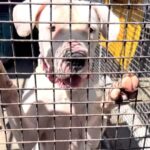 Swastika Mukherjee Instagram - Please help find a loving home for Saaya ❤️ DM if you’re interested or call on +91 88948 26187 to schedule a visit with Saaya at DAR. Details below. Via @daranimals In tears as we post her last appeal. When left alone, Saaya beings to howl and cry and try to escape her kennel. Poor girl. The repeated stress she has experienced is causing her to 😞 She is not disposable. She has feelings. She’s hurting. We cannot keep her. An ideal home for Saaya is where she is the center of attention. A home without other pets is ideal as Saaya can be dog-selective and a little grumpy if other animals get too much in her personal space. She is a giant lovebug, the definition of kissable and affectionate when in a relaxed environment with her favourite humans. She craves affection and a lap to rest her head and sleep on. We’re desperate to find an experienced family for Saaya who are willing to rescue her before she completely loses herself. 😞 Being alive is not what matters most; it’s the quality of that life. 🐾 Breed: Dogo Argentino 🐾 Age: 2.5 🐾 Health: Spayed and up to date on vaccinations 🐾 Personality: A big dog who thinks she’s a puppy. Has a heart as big as her paws and a bark that will melt your heart. Craves affection and long-term companionship 🐾 Likes: Loves long leash walks, playing with certain friends, endless cuddle sessions with favourite humans, sitting in your lap and gazing longingly into your eyes 🐾 Special needs: has separation anxiety from being abandoned and dumped but will stop at nothing to show her love and affection to win your heart 🐾 Training: Leash trained, knows basic commands, toilet trained IMPORTANT: To adopt Saaya, you MUST travel to Dharamsala (both, flights and buses from Delhi are available to Gaggal airport and main Dharamshala town). We cannot transport her to you. You must come to collect her from DAR. PLEASE HELP HER. DM if you’re interested or call on +91 88948 26187 to schedule a visit with Saaya at DAR. [adopt, adopt don’t buy, adopt don’t shop, pets are not gifts, pets are not disposable, abandoned dogs, shelter dogs, separation anxiety] #abandoneddog #abandonedpets #adopt #adoption #adoptstrays #adoptme