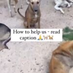 Swastika Mukherjee Instagram – HELP THEM TAKE CARE OF THE DOGS IN GAZA ‼️
Donation link on their bio and mine.
Spread the word.

Posted • @sulalaanimalrescue We thank everybody so much for the support and messages flooding in. Saeed would want to talk to each and every one of you and thank you individually, but it’s becoming a bit overwhelming. I promise I’ll post all updates in the stories, and I’m answering most frequently asked questions below: 

How to help? Gaza is completely closed off, even before the war it was almost impossible to send goods. If you want to help us you can:
1. donate (PayPal and Animals Australia appeal link in bio – 100% of donations will go to us)
2. Tell other people about us

How will donations work if nothing is coming in or out? At this moment, there is still dog and cat food in Gaza. The estimated stock at the beginning of the war was about a month, so they haven’t run out yet. Of course we will keep posting updates. ATMs are also still working.

Ia there still water? Yes, but no fuel to operate the motors to pump it. So people are filling their bottles of water from people who go around with water in barrels selling it. We are still buying water for the animals.

Are the animals safe? Nowhere in Gaza is safe. This has never been more true than now. The bombing has never been this bad before. But Sulala is doing everything to keep them safe, and are even moving them around from place to place to keep them safer.

Can we get animals out of Gaza? They would have to go to Egypt and that is not an option now. The Egyptian border isn’t open for humans, how would animals go out. Even before the war, when people crossed into Egypt, they weren’t allowed to bring their pets. So we get this question a lot but the idea is really not on the table at this moment. 

Will Saeed go the Egypt when the border opens? He will be the last person to go. His place is in Gaza and his animals are in Gaza, and everything he has in here. Egypt is a very poor country, Palestinians aren’t wanted there. It also doesn’t seem like an option. —> continued in comments