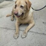 Swastika Mukherjee Instagram – Need to raise 23,500 INR for Pancchi

11,500 for surgery plus 12000 for medical boarding (400 per day) 

Meet Panchhi ❤️

Our angel, was abandoned on roads by some moron because she had a cancerous growth on her leg. We sent the ambulance and got her picked from there. 
In the evening we got her vet visit done and got her operated too. 
She had her surgery twice and now she is in a medical boarding home for time being. 

She is up for adoption in Delhi-NCR. If you are someone who can give her all the love and care then do let us know :)

We need to raise 11,500 for surgery, 12000 for medical boarding.

We need your support in this. Please help

PAYTM/GPAY – 9868360385

Bank Account Details
Name – Dulaar Amanat Foundation 
Account No. – 101888700000055
IFSC – YESB0001018 Delhi, India