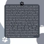 Swastika Mukherjee Instagram – Hello! 
7 dogs have been held captive inside Shiv Nadar University for the past 1.5months for reason as stupid as barking, overturning dustbins, entering classrooms. The students have begged and pleaded the university to let them go but they have refused. This is an investigation into the illegal capture of the University dogs. Please share this on your stories and ask people to tag PFA . These 7 lives depend on us 🙏
@pfa.official @doggsofsnu 

Via @campuscaravan 
An investigation into the recent construction of a “Dog Rehabilitation Center” within the Shiv Nadar University, Greater Noida campus has led to the rise of certain concerns and questions from students, especially those from Dogs of SNU. This piece looks into these concerns and highlights possible solutions for the same.