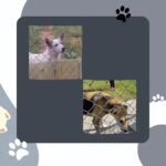 Swastika Mukherjee Instagram – Hello! 
7 dogs have been held captive inside Shiv Nadar University for the past 1.5months for reason as stupid as barking, overturning dustbins, entering classrooms. The students have begged and pleaded the university to let them go but they have refused. This is an investigation into the illegal capture of the University dogs. Please share this on your stories and ask people to tag PFA . These 7 lives depend on us 🙏
@pfa.official @doggsofsnu 

Via @campuscaravan 
An investigation into the recent construction of a “Dog Rehabilitation Center” within the Shiv Nadar University, Greater Noida campus has led to the rise of certain concerns and questions from students, especially those from Dogs of SNU. This piece looks into these concerns and highlights possible solutions for the same.