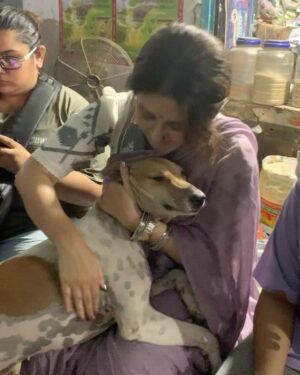 Swastika Mukherjee Instagram - Met these 2 loveliest souls while shooting at Kasba Bajaar. 
First one is BHOLA, kheye kheye motu hoye geche and is extremely loved by the people there. 
The second one is ADURI. Jotokhon chhilam gaye uthe chete ador kore gelo. 
They always have so much love to give 💕
One just needs to pat them a little bit. 
And I have done some teeth inspections as well. They are healthy and hearty.