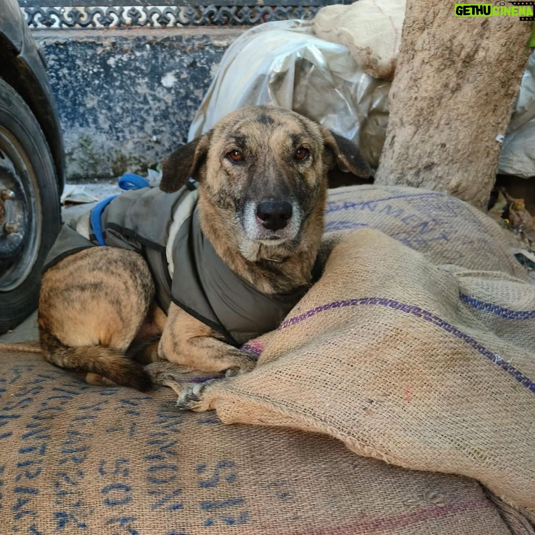 Swastika Mukherjee Instagram - Warm Winters For All ♥️ Spread warmth in just ₹170 this Winter ♥️ 70/1000 sponsored Each bed is ₹170 and we are spreading out 1000 of those, if you’d like to contribute please come forward ♥️ Help and Heal Animal Trust Bank of India A/c# 605310110004683 FSC Code : BKID0006053 UPI: 9818981177@icici Paytm : 9818981177 Gpay : 9818981177 PayPal: simmyonline@gmail.com