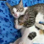 Swastika Mukherjee Instagram – ADOPTION APPEAL 🌼 

Three kittens of 4 months (1 male & 2 female) are up for adoption in DELHI-NCR!

They are litter trained and are very playful.
We need someone who can either adopt them in pair or a family who already have a cat with them.
We request you all to kindly share this appeal and help us in finding a home for them 🐾 Delhi, India