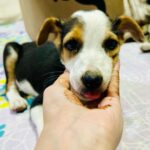 Swastika Mukherjee Instagram – Adopt Noor ❤️

Noor, hardly a month old indie pup was found yesterday while we were feeding our dogs. She was abandoned by someone here. We tried to find her mother but unfortunately couldn’t get any lead. She is with us as of now and now we are looking a family who can adopt her and can give her the best life that she actually deserves. We request you all to kindly share this appeal and help us in finding a home for her 🌸 Delhi, India