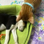 Swastika Mukherjee Instagram – Adopt Noor ❤️

Noor, hardly a month old indie pup was found yesterday while we were feeding our dogs. She was abandoned by someone here. We tried to find her mother but unfortunately couldn’t get any lead. She is with us as of now and now we are looking a family who can adopt her and can give her the best life that she actually deserves. We request you all to kindly share this appeal and help us in finding a home for her 🌸 Delhi, India