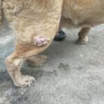 Swastika Mukherjee Instagram – Need to raise 23,500 INR for Pancchi

11,500 for surgery plus 12000 for medical boarding (400 per day) 

Meet Panchhi ❤️

Our angel, was abandoned on roads by some moron because she had a cancerous growth on her leg. We sent the ambulance and got her picked from there. 
In the evening we got her vet visit done and got her operated too. 
She had her surgery twice and now she is in a medical boarding home for time being. 

She is up for adoption in Delhi-NCR. If you are someone who can give her all the love and care then do let us know :)

We need to raise 11,500 for surgery, 12000 for medical boarding.

We need your support in this. Please help

PAYTM/GPAY – 9868360385

Bank Account Details
Name – Dulaar Amanat Foundation 
Account No. – 101888700000055
IFSC – YESB0001018 Delhi, India
