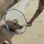 Swastika Mukherjee Instagram – Need to raise 23,500 INR for Pancchi

11,500 for surgery plus 12000 for medical boarding (400 per day) 

Meet Panchhi ❤️

Our angel, was abandoned on roads by some moron because she had a cancerous growth on her leg. We sent the ambulance and got her picked from there. 
In the evening we got her vet visit done and got her operated too. 
She had her surgery twice and now she is in a medical boarding home for time being. 

She is up for adoption in Delhi-NCR. If you are someone who can give her all the love and care then do let us know :)

We need to raise 11,500 for surgery, 12000 for medical boarding.

We need your support in this. Please help

PAYTM/GPAY – 9868360385

Bank Account Details
Name – Dulaar Amanat Foundation 
Account No. – 101888700000055
IFSC – YESB0001018 Delhi, India