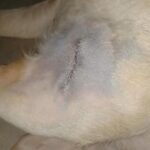Swastika Mukherjee Instagram – Need to raise 23,500 INR for Pancchi

11,500 for surgery plus 12000 for medical boarding (400 per day) 

Meet Panchhi ❤️

Our angel, was abandoned on roads by some moron because she had a cancerous growth on her leg. We sent the ambulance and got her picked from there. 
In the evening we got her vet visit done and got her operated too. 
She had her surgery twice and now she is in a medical boarding home for time being. 

She is up for adoption in Delhi-NCR. If you are someone who can give her all the love and care then do let us know :)

We need to raise 11,500 for surgery, 12000 for medical boarding.

We need your support in this. Please help

PAYTM/GPAY – 9868360385

Bank Account Details
Name – Dulaar Amanat Foundation 
Account No. – 101888700000055
IFSC – YESB0001018 Delhi, India