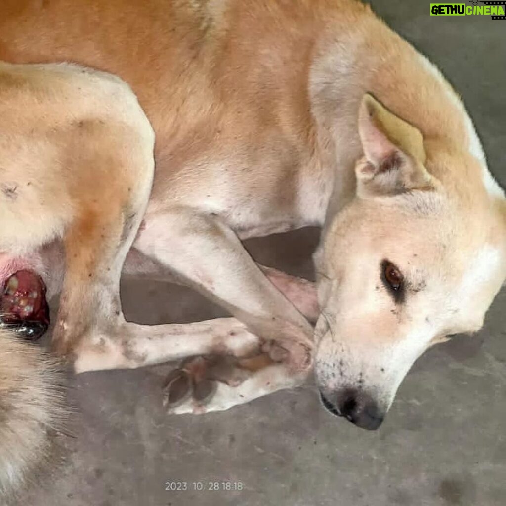 Swastika Mukherjee Instagram - Two dogs will undergo a surgery Tomorrow. The expenditure is ₹9,000/- and we need to quickly collect the given amount by tonight for their surgery and transportation. PS:- You can either scan Or gpay in the given last slide. (Gpay number and scanner is provided- Check last slide) Thank you dear followers for always being supportive throughout out tough times. Please share this across and help us reach our target. Your little contribution can save these precious lives 🫂❤️ . . . #surgery #choosecompassion #choosehumanity Siliguri