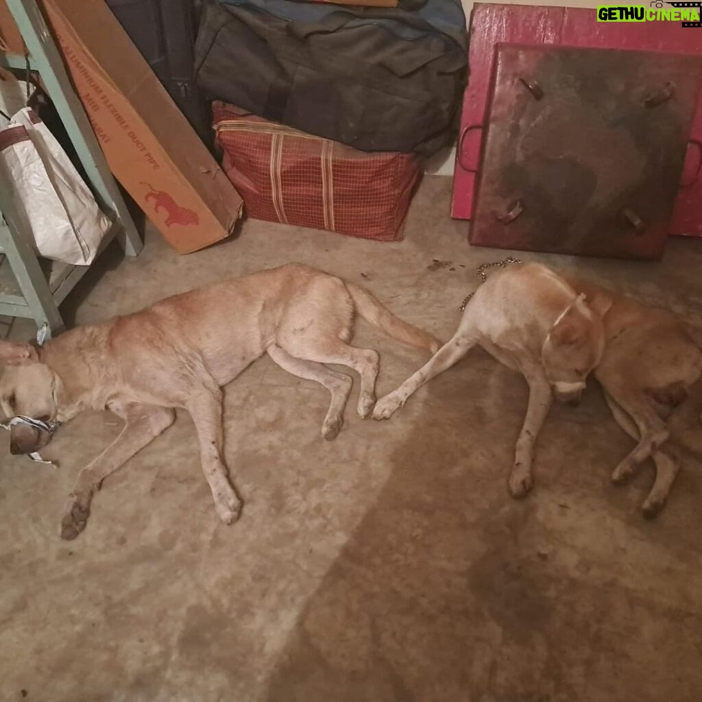 Swastika Mukherjee Instagram - Two dogs will undergo a surgery Tomorrow. The expenditure is ₹9,000/- and we need to quickly collect the given amount by tonight for their surgery and transportation. PS:- You can either scan Or gpay in the given last slide. (Gpay number and scanner is provided- Check last slide) Thank you dear followers for always being supportive throughout out tough times. Please share this across and help us reach our target. Your little contribution can save these precious lives 🫂❤️ . . . #surgery #choosecompassion #choosehumanity Siliguri