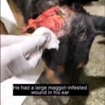 Swastika Mukherjee Instagram - Wait for transformation ❣️ We received a rescue call about a dog that had a maggot-infested wound near its ear. The poor animal had been suffering for many days, but no one had offered any assistance. We immediately provided the dog with proper medical treatment and applied medicine to help it heal faster. After 30 days of proper care, Kaalu has now recovered. Thank you, everyone, for your support, and please help stray animals in your area." . . . . . . . . . . . . . . . . . . #reels #explorepage #featured #animalsofinstagram #help #viral #reelsviral #RescueAnimals #engagement #adoptdog #everylifematters