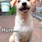 Swastika Mukherjee Instagram - Farq hi toh mitana hai ❣️ . . . . . . . . . . . . . . . . . . . . . . . . #reelsinstagram #reels #explorepage #streetdogs #trending #featured #animalsofinstagram #feedfeed #reelsviral #instagood #adoptdog #instagram