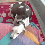 Swastika Mukherjee Instagram - Bella: a victim of negligence 💔 Bella is a 6-7 months old female Pitbull who is living with her family in Delhi. Family started noticing that her condition is not good and they took her to a government vet where they told them that Bella can’t survive for long. I received the details two days back and today we got her checked. She has tick fever, she is anaemic and has ascites: excess abdominal fluid. Vets were shocked on seeing her condition but luckily we have started her treatment on time. Currently she is with her family but they don’t want to keep her for long. We have to find a foster or an adopter for her who can take good care of her. Kindly help us in finding a foster so that we can get her treated properly. Also we need your help as we are totally drained due to on going cases and almost no funds. PAYTM/GPAY - 9868360385 Bank Account Details Name - Dulaar Amanat Foundation Account No. - 101888700000055 IFSC - YESB0001018 Delhi, India