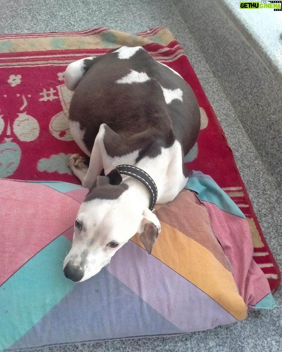 Swastika Mukherjee Instagram - Bella: a victim of negligence 💔 Bella is a 6-7 months old female Pitbull who is living with her family in Delhi. Family started noticing that her condition is not good and they took her to a government vet where they told them that Bella can’t survive for long. I received the details two days back and today we got her checked. She has tick fever, she is anaemic and has ascites: excess abdominal fluid. Vets were shocked on seeing her condition but luckily we have started her treatment on time. Currently she is with her family but they don’t want to keep her for long. We have to find a foster or an adopter for her who can take good care of her. Kindly help us in finding a foster so that we can get her treated properly. Also we need your help as we are totally drained due to on going cases and almost no funds. PAYTM/GPAY - 9868360385 Bank Account Details Name - Dulaar Amanat Foundation Account No. - 101888700000055 IFSC - YESB0001018 Delhi, India