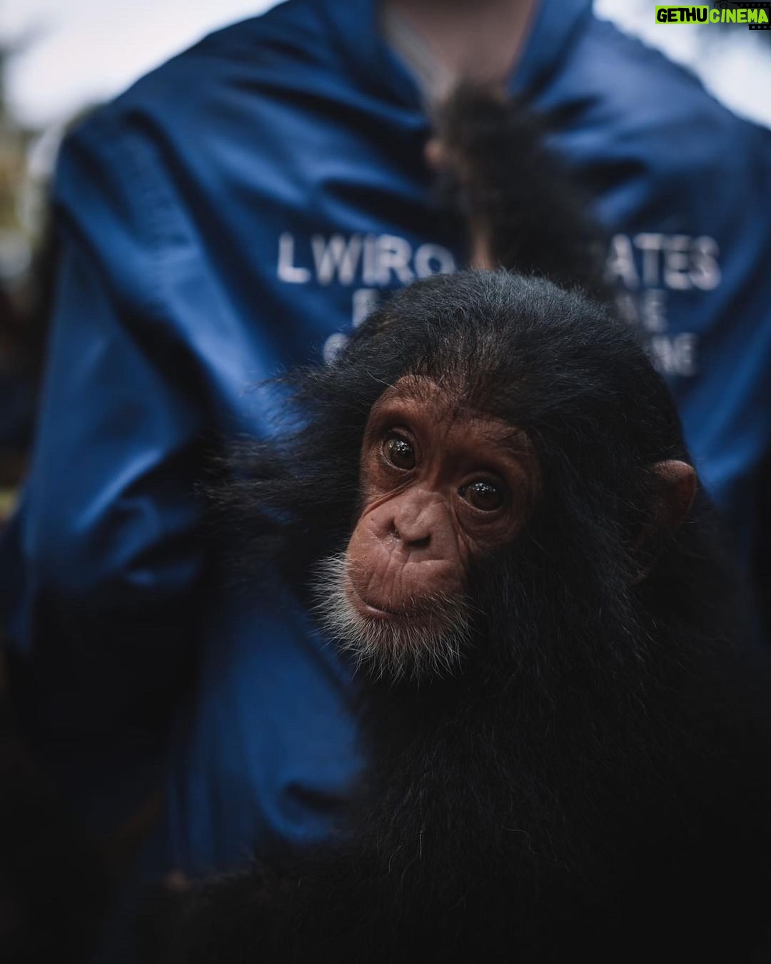 Swastika Mukherjee Instagram - How cute are these babies. Join the movement #givingdayforapes by @lwiro_primates Tuesday 3rd of October is a big day. 24 very fun hours with various financial prizes. Donation link in story. At Lwiro Primates Rehabilitation Center, their commitment to the well-being of every chimpanzee is unwavering. Each rescue marks the beginning of a lifelong journey of care, compassion, and professional expertise. Their dedicated team provides round-the-clock professional care to ensure their physical and emotional well-being. Through years of dedication and patience, they watch these incredible beings heal, grow, and thrive. Their journey to rehabilitation is a testament to the power of care and resilience. Your support makes this journey possible. By donating to Lwiro, you’re contributing to the professional care that transforms the lives of our rescued chimpanzees. Every contribution matters! 🐵❤️