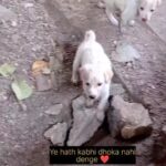 Swastika Mukherjee Instagram - Wafadar dost ❣️💓 . . . . . . . . . . . . . . . . . . . . . . #reels #instagood #trending #adoptdog #AdoptDontShop #viral #dogsofinstagram #RescueDogs #animallivesmatter #featured #AdoptFosterVolunteer #instaviral #engagement