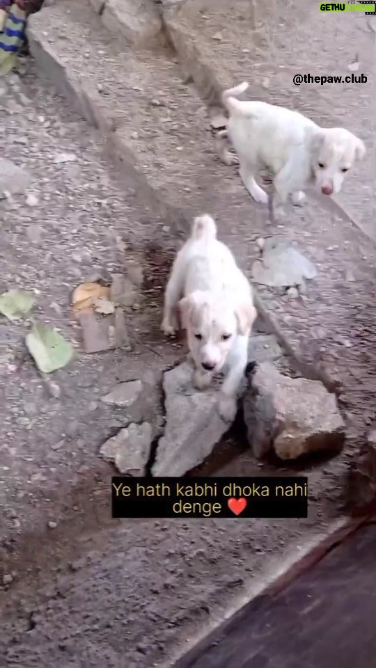 Swastika Mukherjee Instagram - Wafadar dost ❣️💓 . . . . . . . . . . . . . . . . . . . . . . #reels #instagood #trending #adoptdog #AdoptDontShop #viral #dogsofinstagram #RescueDogs #animallivesmatter #featured #AdoptFosterVolunteer #instaviral #engagement
