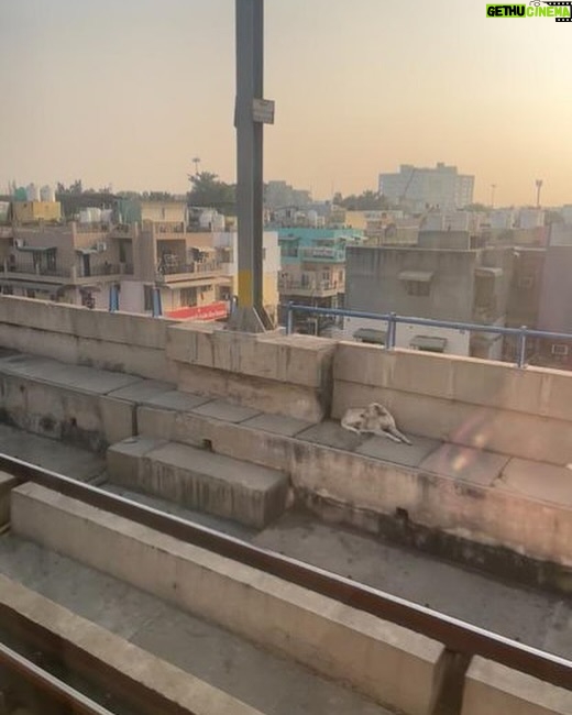 Swastika Mukherjee Instagram - 🆘 ‼️ URGENT RESCUE NEEDED Dog Trapped on MetroTracks between Rohini East & Pitampura Urgent Intervention needed Please respond if you can help Station in Charge Harish 8800793118 Control Room 9810998390 @pfa.official @dogsof.delhi_official @save.street.dogs @funandfur @vosd.in @kannan_animal_welfare @earthlings_trust @eachonefeedone_dog_charity @straysofdelhi_