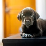 Swastika Mukherjee Instagram - UPDATE: ADOPTED. Miles, named after Miles Davis, is a sweet 6 week old Labrador Retriever mix pup available for adoption. He was part of an irresponsibly bred home litter and then discarded onto the streets because he is "too naughty". He's an absolute sweetheart and needs a patient family that will give him an amazing next 15 years of his life. He is presently in South Delhi but his adoption is open to all of Delhi and other accessible parts of NCR. To adopt him, DM @dod_spay_neuter and we will send you an adoption application form and further details on the process. Miles will be okay as an only dog or with other dogs/cats. He's very young and very sociable. Thank you @vineet.khunger for clicking him! #adoptdontshop #labmix #puppy Delhi, India