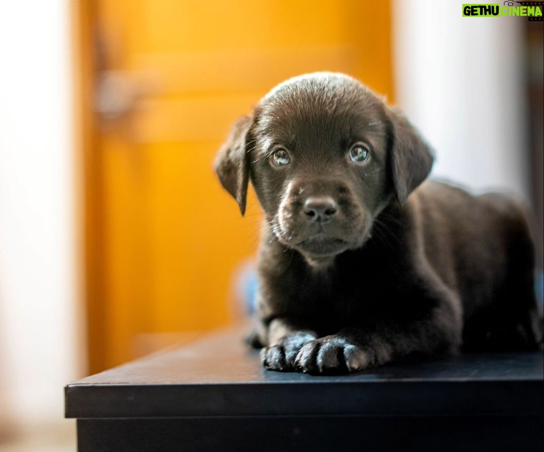 Swastika Mukherjee Instagram - UPDATE: ADOPTED. Miles, named after Miles Davis, is a sweet 6 week old Labrador Retriever mix pup available for adoption. He was part of an irresponsibly bred home litter and then discarded onto the streets because he is "too naughty". He's an absolute sweetheart and needs a patient family that will give him an amazing next 15 years of his life. He is presently in South Delhi but his adoption is open to all of Delhi and other accessible parts of NCR. To adopt him, DM @dod_spay_neuter and we will send you an adoption application form and further details on the process. Miles will be okay as an only dog or with other dogs/cats. He's very young and very sociable. Thank you @vineet.khunger for clicking him! #adoptdontshop #labmix #puppy Delhi, India