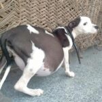Swastika Mukherjee Instagram - Bella: a victim of negligence 💔 Bella is a 6-7 months old female Pitbull who is living with her family in Delhi. Family started noticing that her condition is not good and they took her to a government vet where they told them that Bella can’t survive for long. I received the details two days back and today we got her checked. She has tick fever, she is anaemic and has ascites: excess abdominal fluid. Vets were shocked on seeing her condition but luckily we have started her treatment on time. Currently she is with her family but they don’t want to keep her for long. We have to find a foster or an adopter for her who can take good care of her. Kindly help us in finding a foster so that we can get her treated properly. Also we need your help as we are totally drained due to on going cases and almost no funds. PAYTM/GPAY - 9868360385 Bank Account Details Name - Dulaar Amanat Foundation Account No. - 101888700000055 IFSC - YESB0001018 Delhi, India
