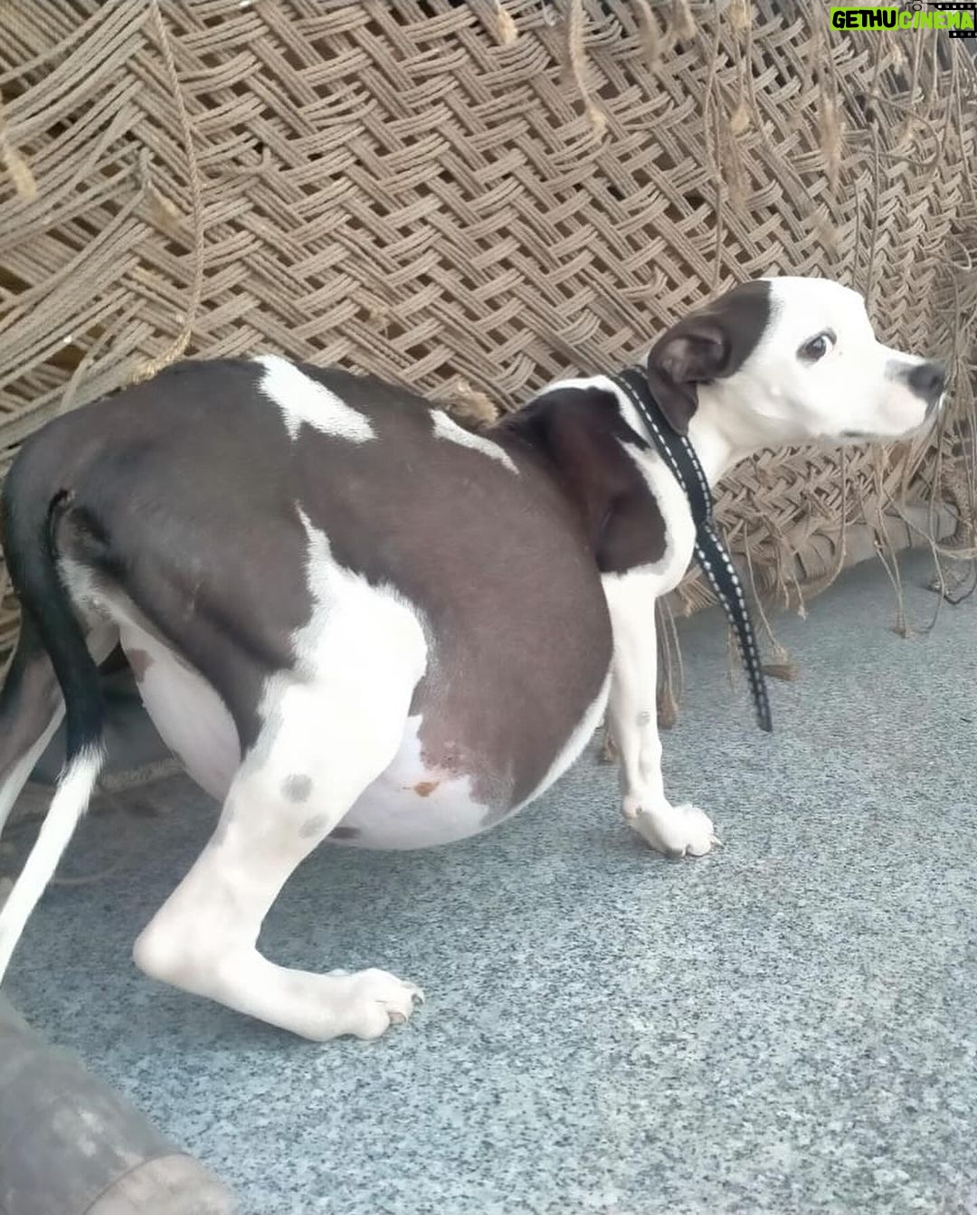 Swastika Mukherjee Instagram - Bella: a victim of negligence 💔 Bella is a 6-7 months old female Pitbull who is living with her family in Delhi. Family started noticing that her condition is not good and they took her to a government vet where they told them that Bella can’t survive for long. I received the details two days back and today we got her checked. She has tick fever, she is anaemic and has ascites: excess abdominal fluid. Vets were shocked on seeing her condition but luckily we have started her treatment on time. Currently she is with her family but they don’t want to keep her for long. We have to find a foster or an adopter for her who can take good care of her. Kindly help us in finding a foster so that we can get her treated properly. Also we need your help as we are totally drained due to on going cases and almost no funds. PAYTM/GPAY - 9868360385 Bank Account Details Name - Dulaar Amanat Foundation Account No. - 101888700000055 IFSC - YESB0001018 Delhi, India