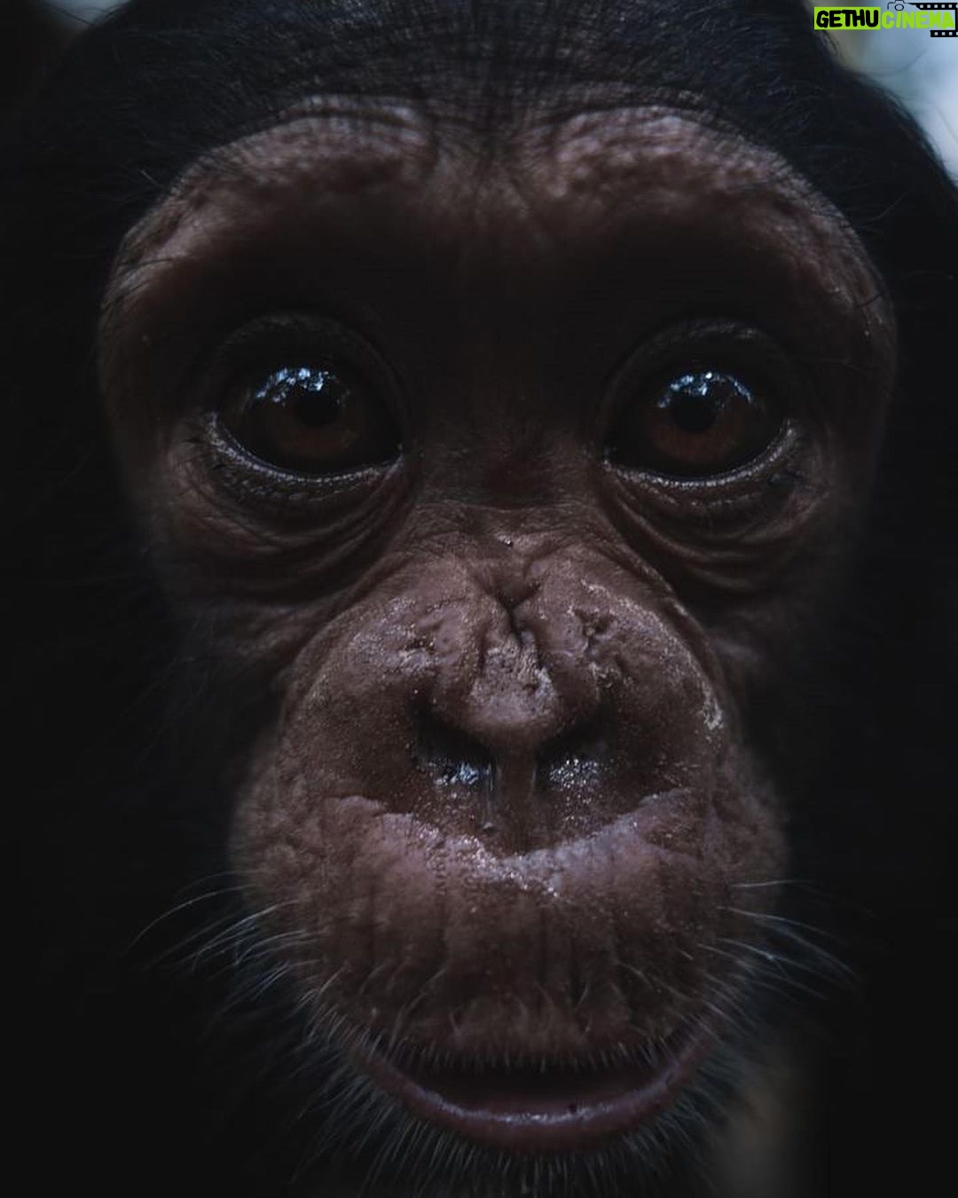 Swastika Mukherjee Instagram - How cute are these babies. Join the movement #givingdayforapes by @lwiro_primates Tuesday 3rd of October is a big day. 24 very fun hours with various financial prizes. Donation link in story. At Lwiro Primates Rehabilitation Center, their commitment to the well-being of every chimpanzee is unwavering. Each rescue marks the beginning of a lifelong journey of care, compassion, and professional expertise. Their dedicated team provides round-the-clock professional care to ensure their physical and emotional well-being. Through years of dedication and patience, they watch these incredible beings heal, grow, and thrive. Their journey to rehabilitation is a testament to the power of care and resilience. Your support makes this journey possible. By donating to Lwiro, you’re contributing to the professional care that transforms the lives of our rescued chimpanzees. Every contribution matters! 🐵❤️