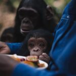 Swastika Mukherjee Instagram - How cute are these babies. Join the movement #givingdayforapes by @lwiro_primates Tuesday 3rd of October is a big day. 24 very fun hours with various financial prizes. Donation link in story. At Lwiro Primates Rehabilitation Center, their commitment to the well-being of every chimpanzee is unwavering. Each rescue marks the beginning of a lifelong journey of care, compassion, and professional expertise. Their dedicated team provides round-the-clock professional care to ensure their physical and emotional well-being. Through years of dedication and patience, they watch these incredible beings heal, grow, and thrive. Their journey to rehabilitation is a testament to the power of care and resilience. Your support makes this journey possible. By donating to Lwiro, you’re contributing to the professional care that transforms the lives of our rescued chimpanzees. Every contribution matters! 🐵❤️