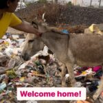 Swastika Mukherjee Instagram – @pfa.official @manekagandhibjp @mumbaipolice please help. 
Via @animal_rehab.shelter_byaditi The cops came home today and asked me to return the donkeys or else I will be arrested for 379 that is theft. 

If you have noticed donkeys being terribly abused and neglected, injured and sick and fekt bad for them, it is time to act now! 

This has been going since many years and I sm being pressured to return the injured/abused donkeys.

Whatsapp 8652114494 and get in touch with me to take a stand for the poor abused donkeys.
