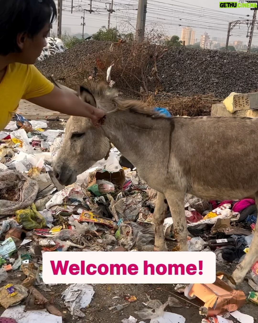 Swastika Mukherjee Instagram - @pfa.official @manekagandhibjp @mumbaipolice please help. Via @animal_rehab.shelter_byaditi The cops came home today and asked me to return the donkeys or else I will be arrested for 379 that is theft. If you have noticed donkeys being terribly abused and neglected, injured and sick and fekt bad for them, it is time to act now! This has been going since many years and I sm being pressured to return the injured/abused donkeys. Whatsapp 8652114494 and get in touch with me to take a stand for the poor abused donkeys.