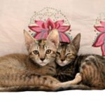 Swastika Mukherjee Instagram – Help these babies find a loving home. 

If you are ready to provide a loving home for these sweet siblings, reach out via WhatsApp at +919810063666 (only whatsapp active)
Details below. 

Via @pawsforacausencr Meet Dhaniya & Mirchi, the sweetest and cuddliest kittens! 🐱🐱

These adorable siblings are 2.5 months old and were rescued from the streets of Delhi when their mother disappeared. They are up for adoption in pairs; For single kitten adoption, homes with a resident cat would also be considered, as it can provide them with companionship and socialization.

Dhaniya & Mirchi are bundles of energy and love playing with each other. They’re very friendly with humans and would run to you for licks and cuddles. They’re quite independent and don’t require constant human attention, but it’s essential to supervise them during playtime. They are fully litter trained and have mastered the art of being neat and tidy.

For their safety, Dhaniya & Mirchi must be adopted as 100% indoor cats, with no outdoor access unless they are trained to wear harnesses and secured. This means the adopter will need to cat-proof their home by netting balconies and ensuring a safe environment.

📸: Rohan, @thebigbluepanda and Pallavi, @themotherofdoggos🫶🏽

#adoptdontshop #CatsOfInstagram #kittens #rescueisbest #DelhiNCR #Foster #Adopt #kittenlove